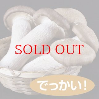 松茸【信州　木曽産】約620g 香りの良い国産品 【贈答用松茸】 約400g（約8本） | 信州松茸屋